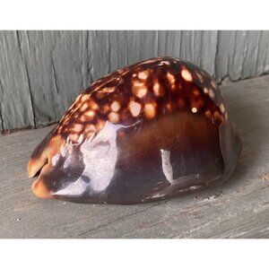Cypraea (Mauritia) mauritiana, humpback cowry cowrie Sea shell 3.5” Length Bin1